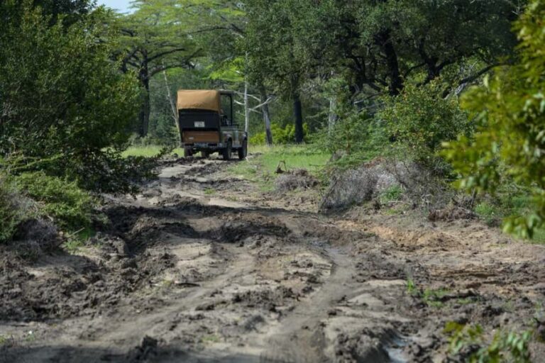 From Zanzibar: 1 Mystery Day Safari with Transfer - How This Tour Offers Value