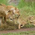 From Zanzibar: 2-Day Serengeti Safari with Flights - Day Two: The Final Safari and Return