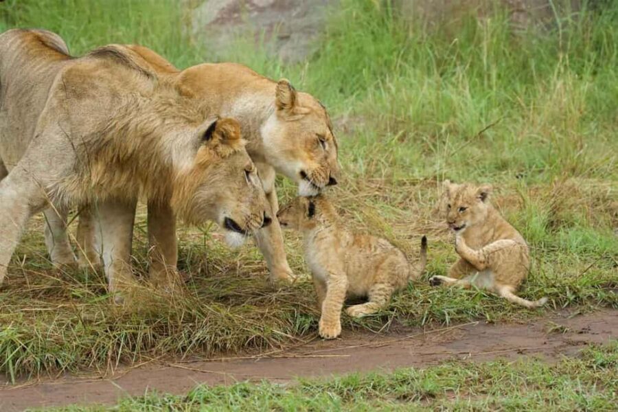 From Zanzibar: 2-Day Serengeti Safari with Flights - Day Two: The Final Safari and Return