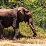 From Zanzibar: 2-Day Tarangire & Manyara Safari with Flights - The Value of This Safari