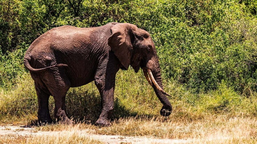 From Zanzibar: 2-Day Tarangire & Manyara Safari with Flights - The Value of This Safari