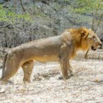 From Zanzibar: 2 Days 1 Night Selous GR Safari with Flights - Final Thoughts
