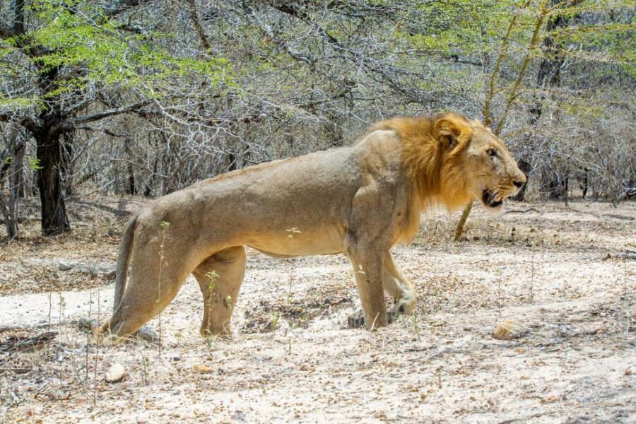 From Zanzibar: 2 Days 1 Night Selous GR Safari with Flights - Final Thoughts