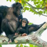 from Zanzibar: 3-Days Kigoma & Gombe National Park by flight - What’s Included and What’s Not