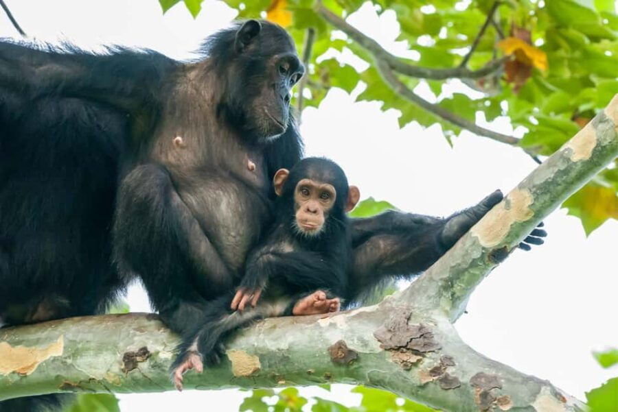 from Zanzibar: 3-Days Kigoma & Gombe National Park by flight - What’s Included and What’s Not