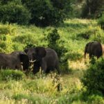 From Zanzibar: 3 Days Safari Northern Circuit with Flights - Final Thoughts: Who Is This Tour Best For?