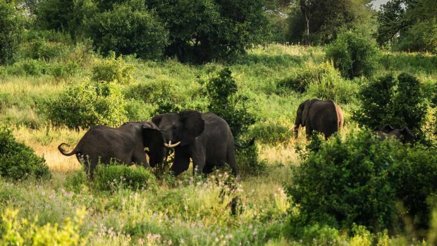 From Zanzibar: 3 Days Safari Northern Circuit with Flights - Final Thoughts: Who Is This Tour Best For?