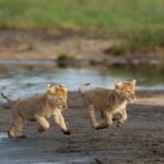 From Zanzibar: 4 Days Northern Circuit Safari Tour adventure - Value and Cost Analysis
