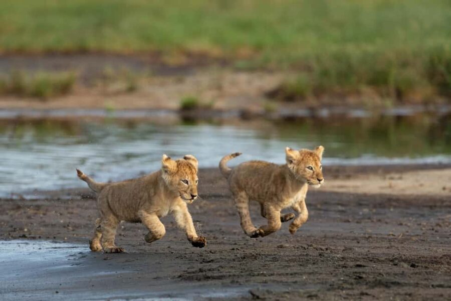 From Zanzibar: 4 Days Northern Circuit Safari Tour adventure - Value and Cost Analysis