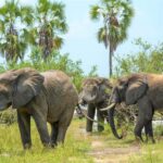 From Zanzibar: 4 Days Selous Safari with flights,boat safari - Exploring the Itinerary in Detail