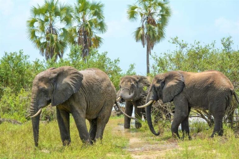 From Zanzibar: 4 Days Selous Safari with flights,boat safari - Exploring the Itinerary in Detail