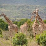 From Zanzibar: 5-Day Selous and Mikumi Safari with Flights - Overall Experience & What to Expect