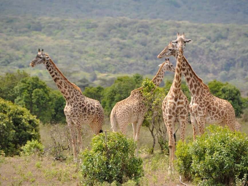 From Zanzibar: 5-Day Selous and Mikumi Safari with Flights - Overall Experience & What to Expect
