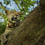 From Zanzibar: Best Day Safari Mikumi with flights and lunch - What’s Included and What’s Not