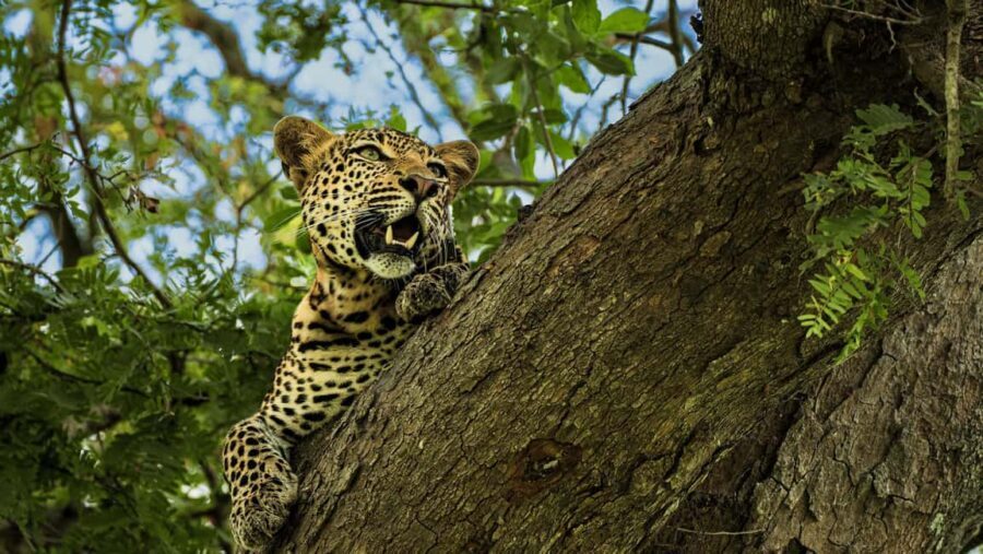 From Zanzibar: Best Day Safari Mikumi with flights and lunch - What’s Included and What’s Not