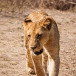 From Zanzibar: Mikumi Day Safari without hotel pickup - The Game Drive Experience