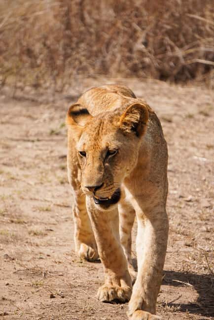 From Zanzibar: Mikumi Day Safari without hotel pickup - The Game Drive Experience