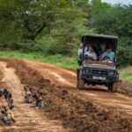 From Zanzibar: Mikumi Day Trip Safari By Flight. - Transportation and Group Size