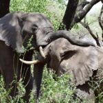 from Zanzibar: Mikumi national park 1-Day Safari by flight - What Makes This Tour Valuable?