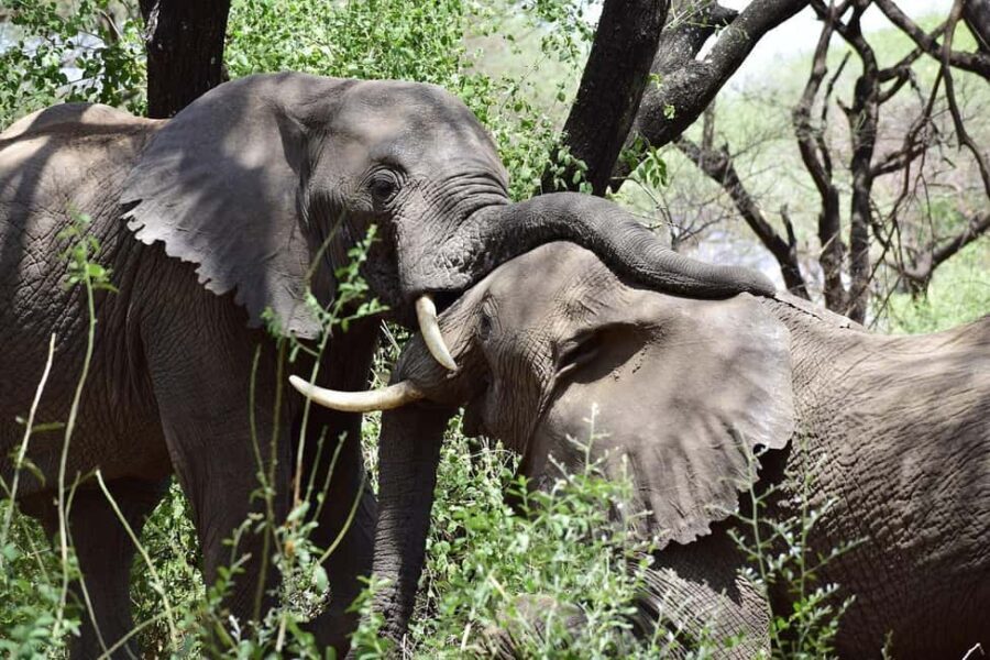 from Zanzibar: Mikumi national park 1-Day Safari by flight - What Makes This Tour Valuable?