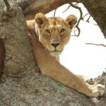From Zanzibar: Mikumi National Park Day Trip with Flights - Who Should Consider This Tour?