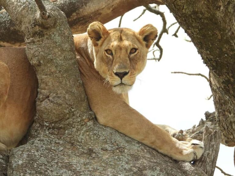From Zanzibar: Mikumi National Park Day Trip with Flights - Who Should Consider This Tour?