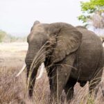 From Zanzibar: Mikumi Safari Day Trip with Flights and Meal - What to Expect from the Mikumi Safari Day Trip