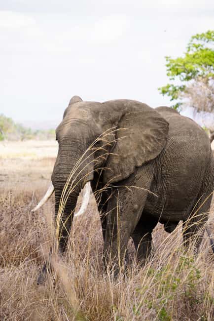 From Zanzibar: Mikumi Safari Day Trip with Flights and Meal - What to Expect from the Mikumi Safari Day Trip