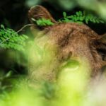 From Zanzibar: Selous Day Safari With Flights Included - The Value of the Tour