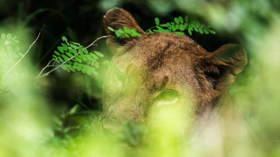 From Zanzibar: Selous Day Safari With Flights Included - The Value of the Tour
