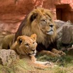From Zanzibar: Selous Game Reserve Day Safari with Flight - Practical Details and Tips