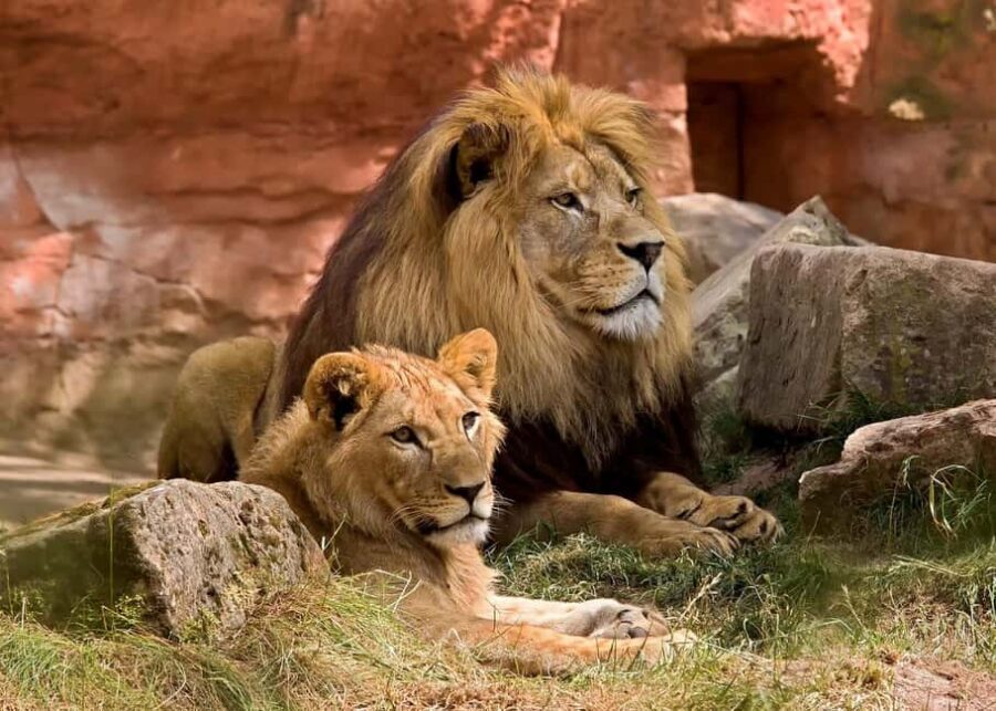 From Zanzibar: Selous Game Reserve Day Safari with Flight - Practical Details and Tips