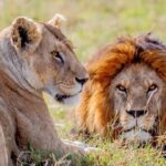 From Zanzibar: Selous Game Reserve Full-Day Safari - A Closer Look at the Safari Experience