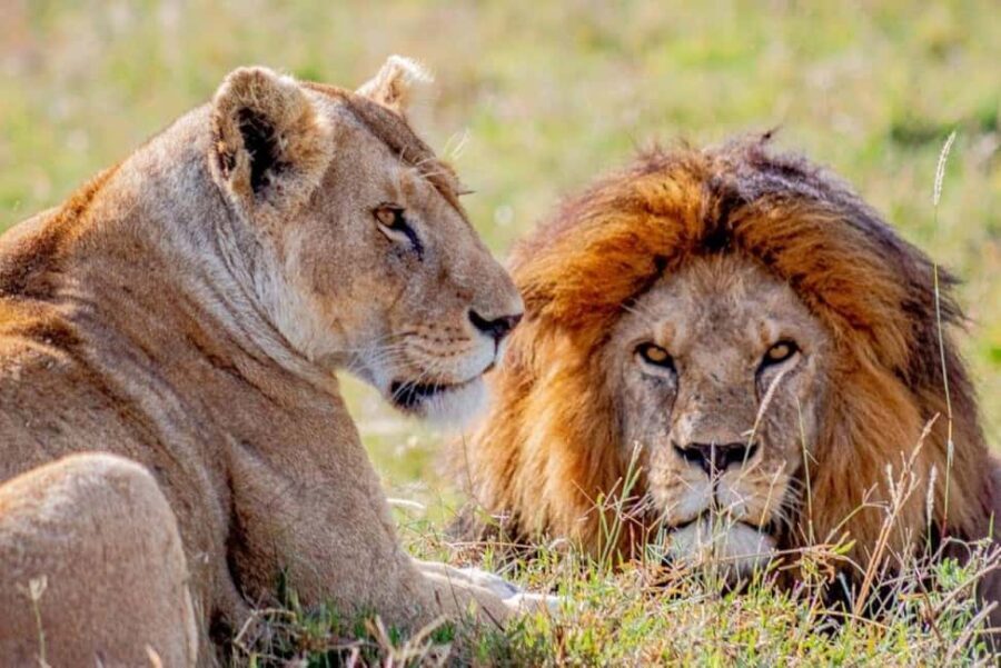 From Zanzibar: Selous Game Reserve Full-Day Safari - A Closer Look at the Safari Experience