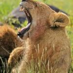 From Zanzibar:2 Nights& 1 day MIKUMI NATIONAL PARK (3 DAYS ) - A Detailed Look at the 3-Day Tanzanian Safari