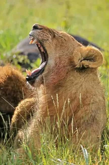 From Zanzibar:2 Nights& 1 day MIKUMI NATIONAL PARK (3 DAYS ) - A Detailed Look at the 3-Day Tanzanian Safari