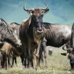 From Zanzibar:3-Day World-Famous Serengeti Safari and Flight - The Itinerary Breakdown: What To Expect