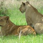 from Zanzinbar: 3-Days Nyerere wildlife safari by flight - Full-Day Game Drive: The Heart of Wildlife Encounters