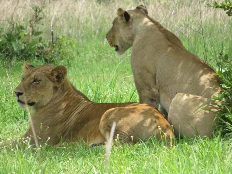 from Zanzinbar: 3-Days Nyerere wildlife safari by flight - Full-Day Game Drive: The Heart of Wildlife Encounters