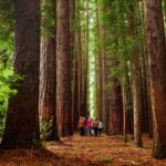 Fruit Picking & Nature Tour Yarra Valley & Warburton - Practical Details and Considerations