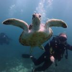 Fujairah: 2 Fun Dive Experience for Certified Divers - The Itinerary Breakdown