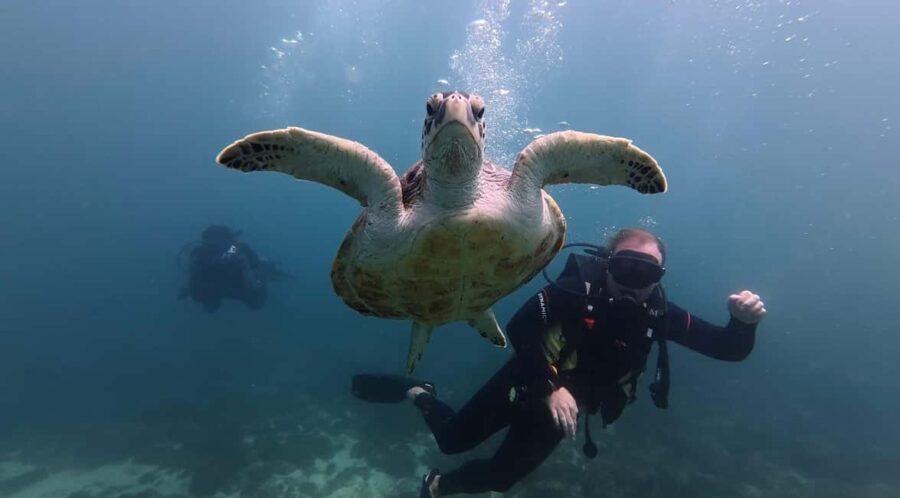 Fujairah: 2 Fun Dive Experience for Certified Divers - The Itinerary Breakdown