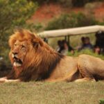 Full-Day Addo Park & Schotia Game Reserve (Open 4x4 vehicle) - What to Keep in Mind
