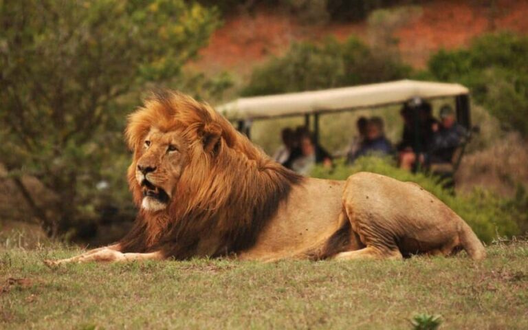 Full-Day Addo Park & Schotia Game Reserve (Open 4x4 vehicle) - What to Keep in Mind