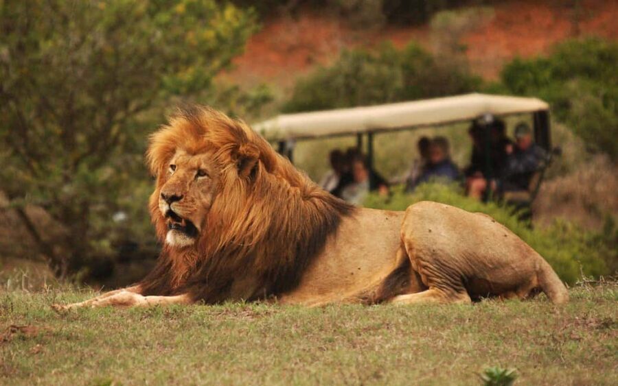 Full-Day Addo Park & Schotia Game Reserve (Open 4x4 vehicle) - What to Keep in Mind
