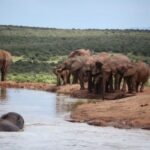 Full-Day All Inclusive Safari with Traditional Braai Lunch - Why This Tour Offers Great Value