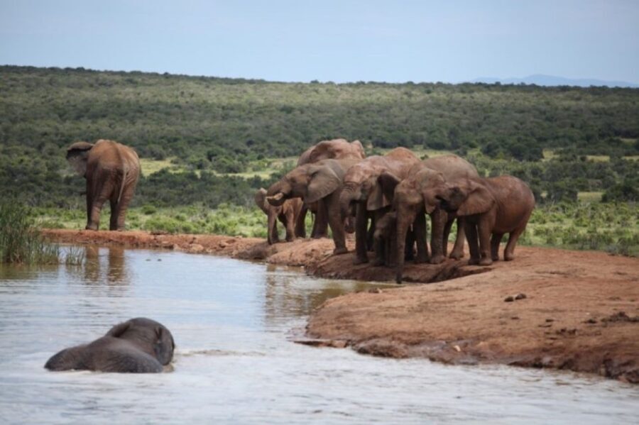 Full-Day All Inclusive Safari with Traditional Braai Lunch - Why This Tour Offers Great Value