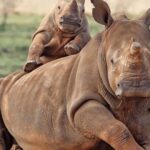 Full Day Aquila Safari (German) - What’s Included and What’s Not