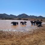 Full day big five safari tour from Cape Town with transfers - Why This Tour Offers Excellent Value