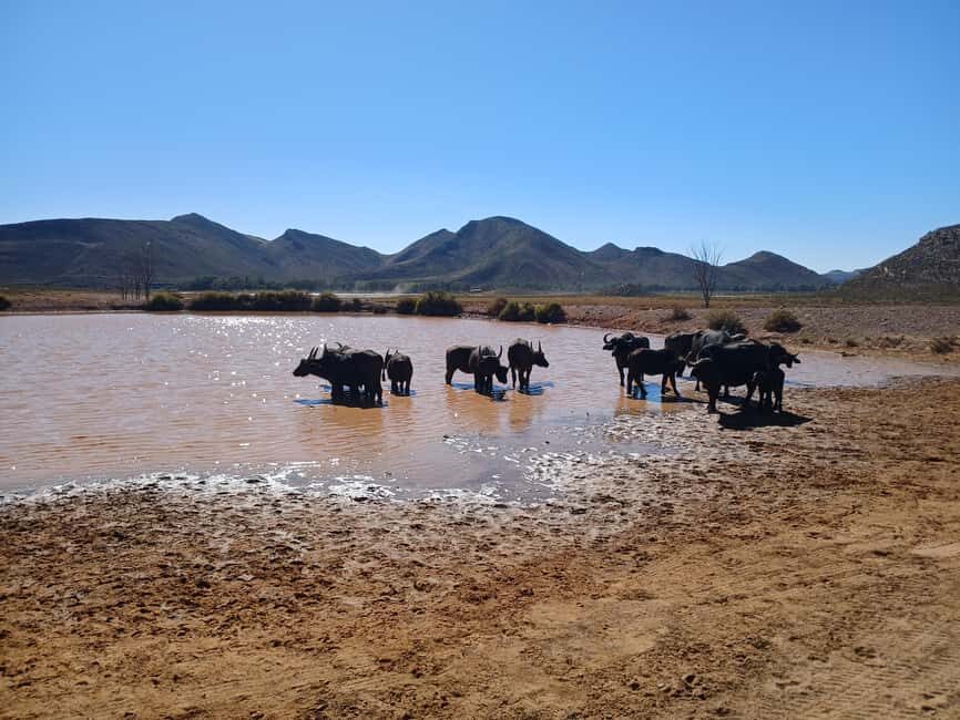 Full day big five safari tour from Cape Town with transfers - Why This Tour Offers Excellent Value